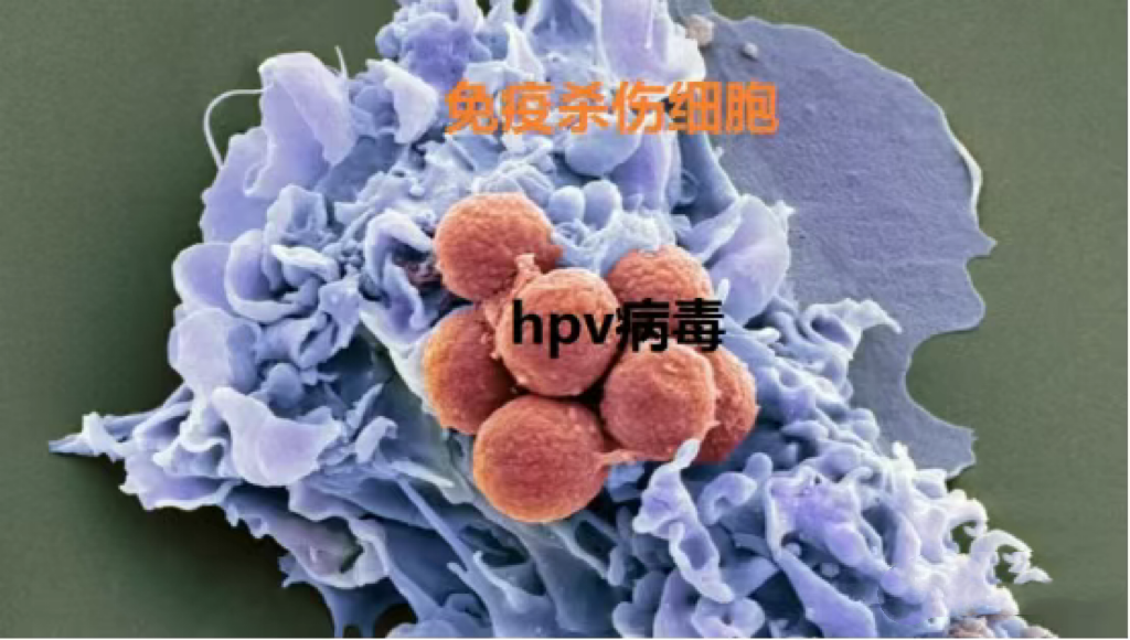 微信图片_2025-10-17_092525_183 微信图片_2025-10-17_092525_183